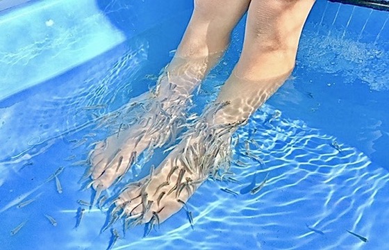 ドクターフィッシュ　通販