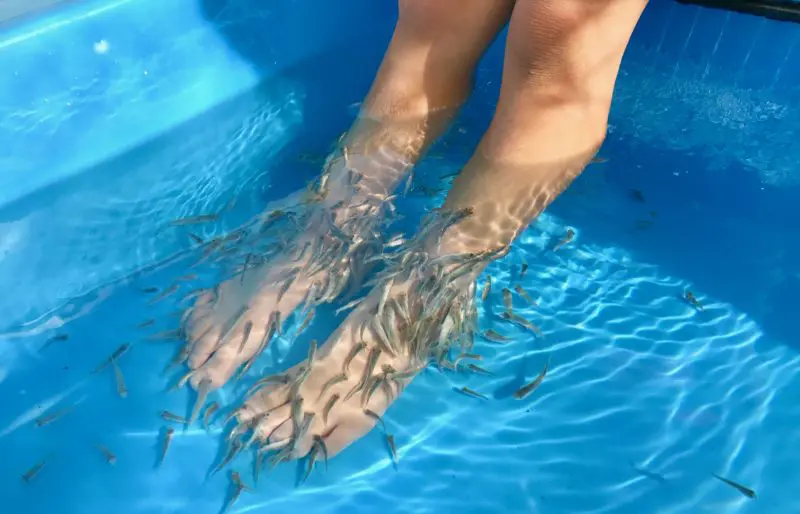 抜群な食いつきのために絶対やるべき５つのドクターフィッシュ飼育方法