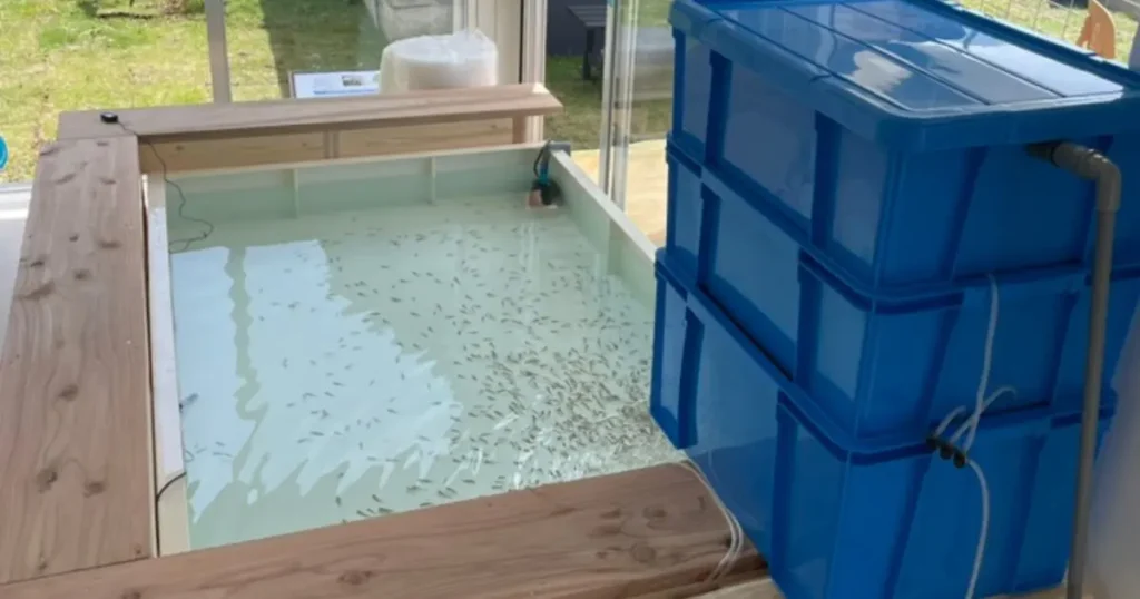 ドクターフィッシュ水槽1812