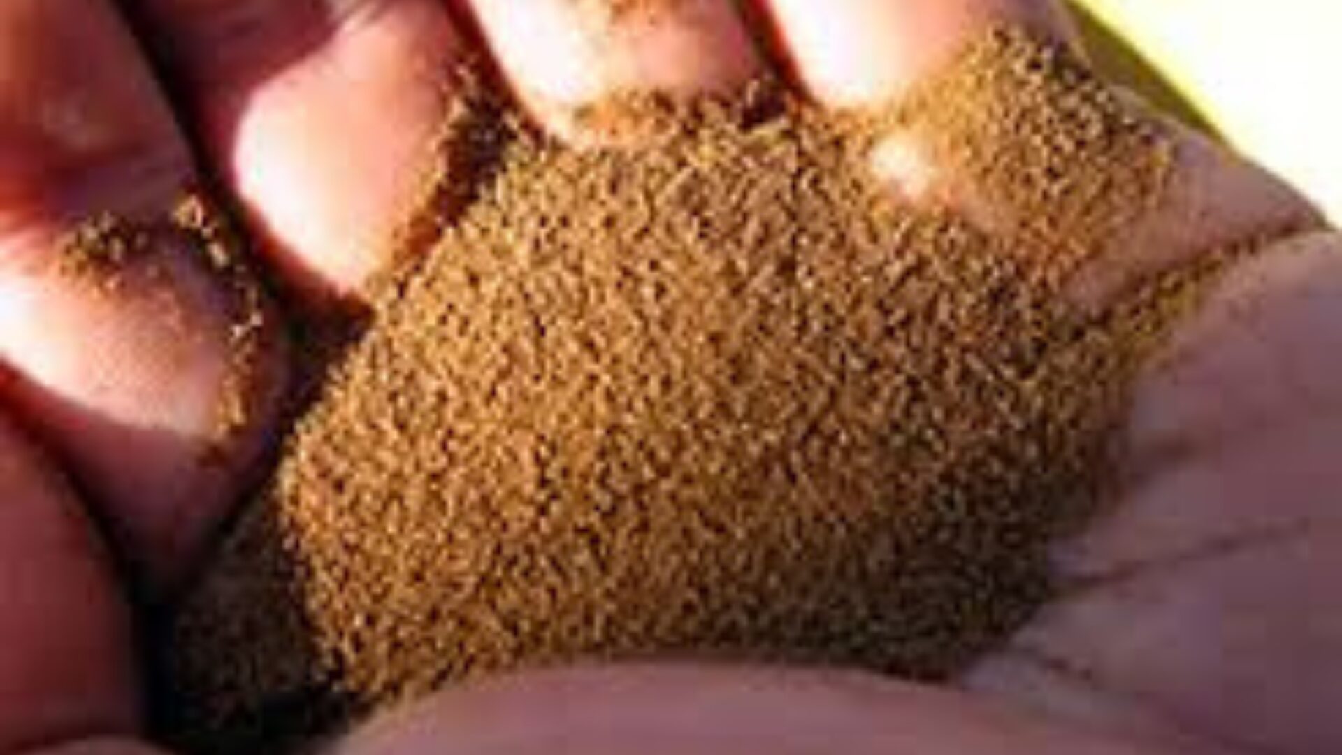 ドクターフィッシュ　餌