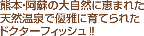 熊本・阿蘇の大自然に恵まれた天然温泉で優雅に育てられたドクターフィッシュ‼