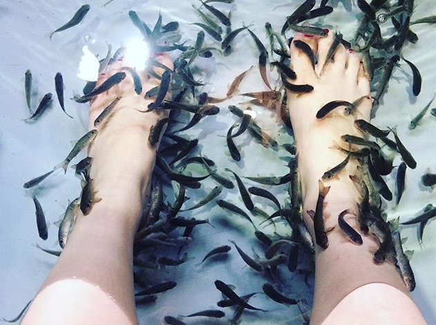 お客様の声にお応えしてできた、お魚のみの購入プラン