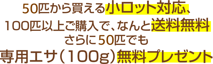 50匹から買える小ロット対応、100匹以上ご購入で、なんと送料無料さらに10匹でも専用エサ(100g)無料プレゼント