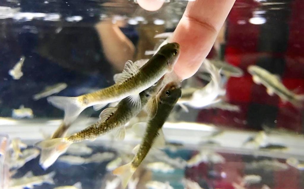 【公式】ドクターフィッシュ専門サイト